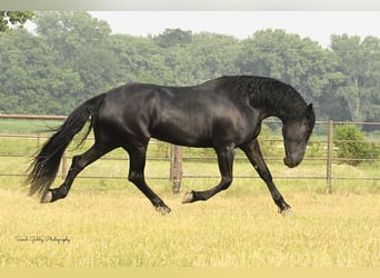 Fries paard, Merrie, 5 Jaar, 163 cm, Zwart