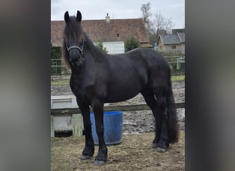 Fries paard, Merrie, 5 Jaar, 163 cm, Zwart