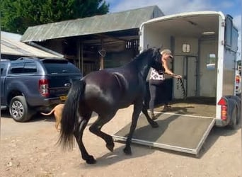 Fries paard, Merrie, 5 Jaar, 163 cm, Zwart