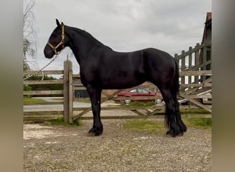 Fries paard, Merrie, 5 Jaar, 163 cm, Zwart