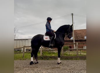 Fries paard, Merrie, 5 Jaar, 163 cm, Zwart