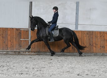 Fries paard, Merrie, 5 Jaar, 164 cm, Zwart
