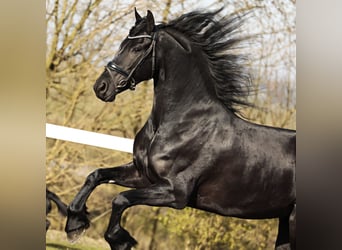 Fries paard, Merrie, 5 Jaar, 165 cm, Zwart