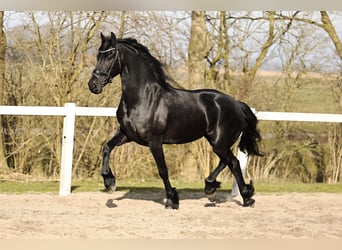 Fries paard, Merrie, 5 Jaar, 165 cm, Zwart