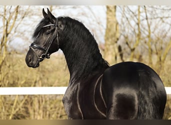 Fries paard, Merrie, 5 Jaar, 165 cm, Zwart