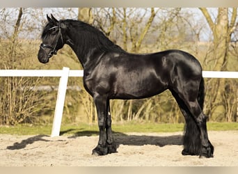 Fries paard, Merrie, 5 Jaar, 165 cm, Zwart