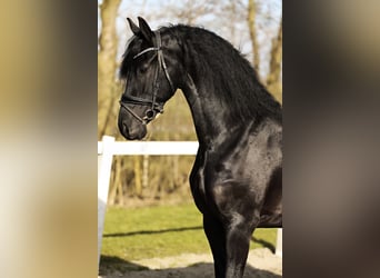 Fries paard, Merrie, 5 Jaar, 165 cm, Zwart