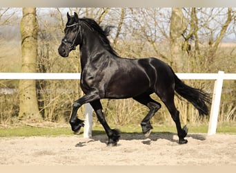 Fries paard, Merrie, 5 Jaar, 165 cm, Zwart