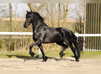 Fries paard, Merrie, 5 Jaar, 165 cm, Zwart