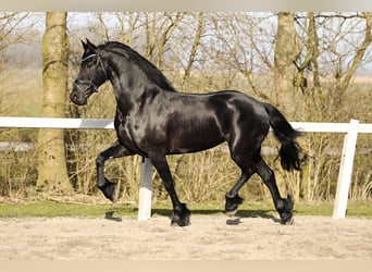 Fries paard, Merrie, 5 Jaar, 165 cm, Zwart