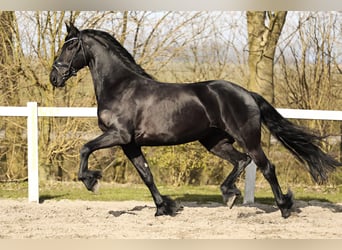 Fries paard, Merrie, 5 Jaar, 165 cm, Zwart