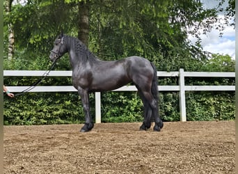 Fries paard, Merrie, 5 Jaar, 165 cm, Zwart