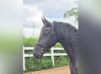 Fries paard, Merrie, 5 Jaar, 165 cm, Zwart