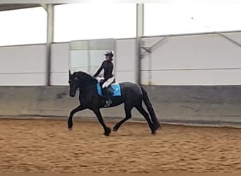 Fries paard, Merrie, 5 Jaar, 165 cm, Zwart