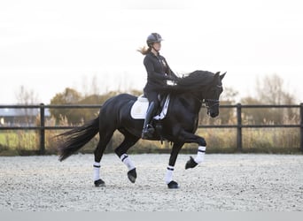 Fries paard, Merrie, 5 Jaar, 165 cm, Zwart