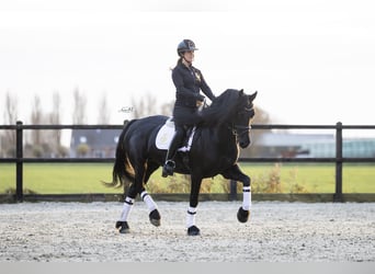 Fries paard, Merrie, 5 Jaar, 165 cm, Zwart