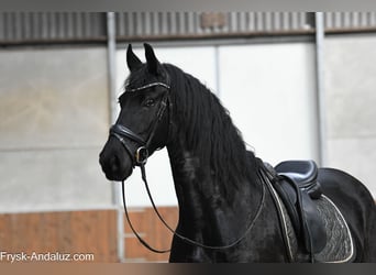 Fries paard, Merrie, 5 Jaar, 165 cm, Zwart