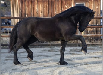 Fries paard, Merrie, 5 Jaar, 165 cm, Zwart