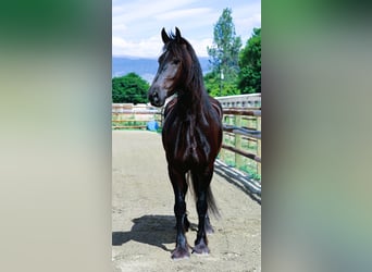 Fries paard, Merrie, 5 Jaar, 165 cm, Zwart