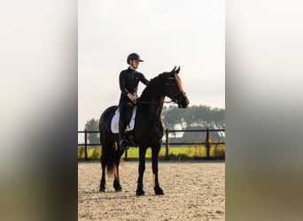 Friesen, Stute, 5 Jahre, 166 cm, Rappe