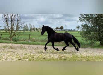 Fries paard, Merrie, 5 Jaar, 166 cm, Zwart