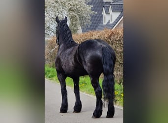 Fries paard, Merrie, 5 Jaar, 167 cm, Zwart