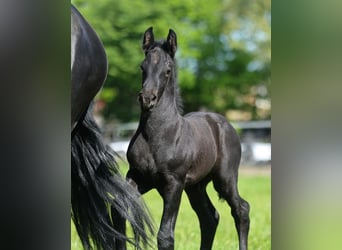 Fries paard, Merrie, 5 Jaar, 167 cm, Zwart