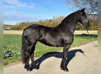 Fries paard, Merrie, 5 Jaar, 167 cm, Zwart