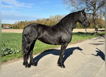 Fries paard, Merrie, 5 Jaar, 167 cm, Zwart