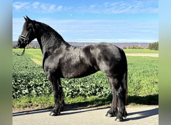 Fries paard, Merrie, 5 Jaar, 167 cm, Zwart