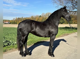 Fries paard, Merrie, 5 Jaar, 167 cm, Zwart