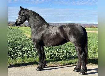 Fries paard, Merrie, 5 Jaar, 167 cm, Zwart