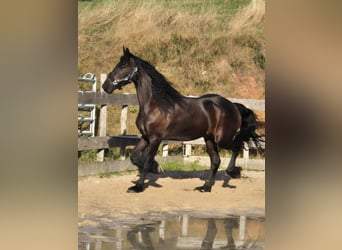 Fries paard, Merrie, 5 Jaar, 167 cm, Zwartbruin