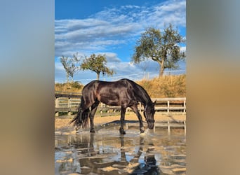 Fries paard, Merrie, 5 Jaar, 167 cm, Zwartbruin