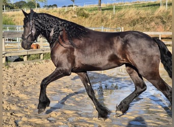 Fries paard, Merrie, 5 Jaar, 167 cm, Zwartbruin