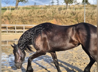 Fries paard, Merrie, 5 Jaar, 167 cm, Zwartbruin