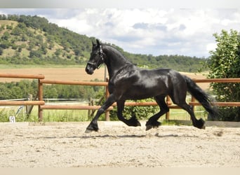 Fries paard, Merrie, 5 Jaar, 170 cm, Zwart