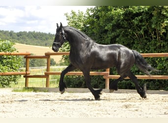 Fries paard, Merrie, 5 Jaar, 170 cm, Zwart