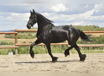 Fries paard, Merrie, 5 Jaar, 170 cm, Zwart