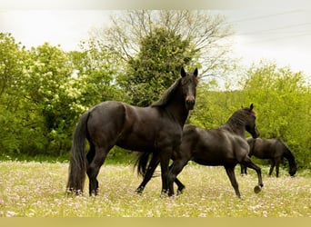 Fries paard Mix, Merrie, 5 Jaar, 171 cm, Donkerbruin