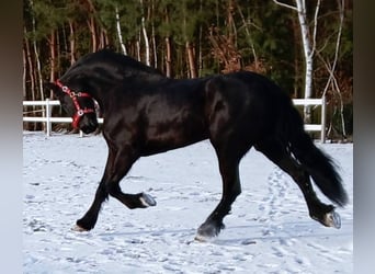 Fries paard, Merrie, 5 Jaar, 179 cm, Zwart