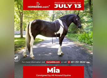 Fries paard Mix, Merrie, 5 Jaar, Gevlekt-paard