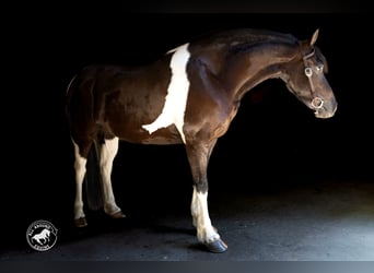 Fries paard Mix, Merrie, 5 Jaar, Gevlekt-paard