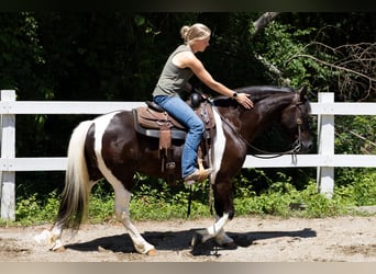 Fries paard Mix, Merrie, 5 Jaar, Gevlekt-paard