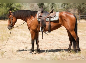 Fries paard, Merrie, 5 Jaar, Roodbruin