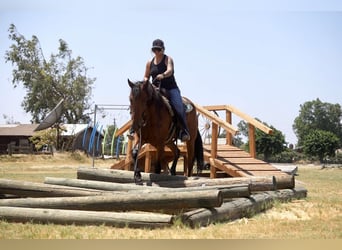 Fries paard, Merrie, 5 Jaar, Roodbruin