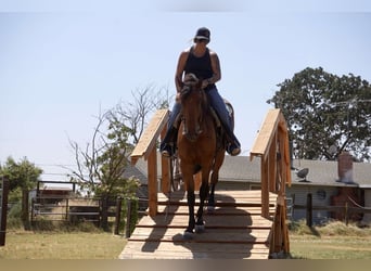 Fries paard, Merrie, 5 Jaar, Roodbruin