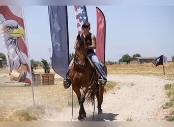 Fries paard, Merrie, 5 Jaar, Roodbruin