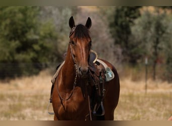 Fries paard, Merrie, 5 Jaar, Roodbruin