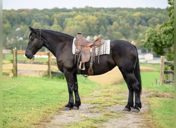 Fries paard Mix, Merrie, 5 Jaar, Zwart